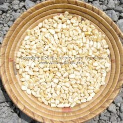 Trucker's Favorite White Dent Corn