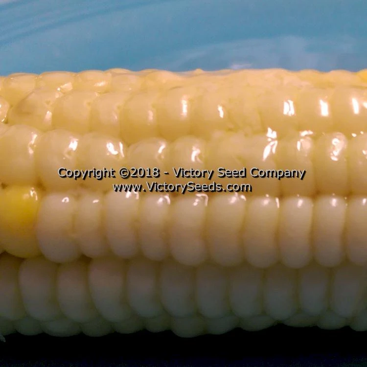 True Gold Sweet Corn - Image 5