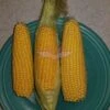 True Gold Sweet Corn