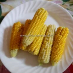 Yukon Chief Sweet Corn