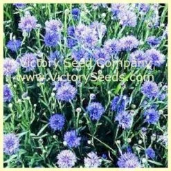 Cornflower, Dwarf Bachelor Button