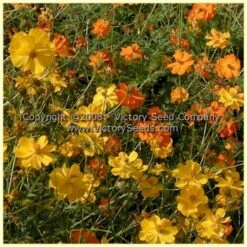 Cosmos, Klondyke Mix