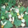 Cossack Pineapple Ground Cherry