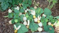Cossack Pineapple Ground Cherry