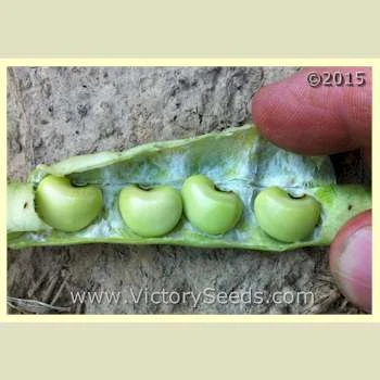 Big Boy Southern Pea - Image 3