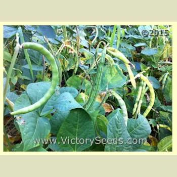 Big Boy Southern Pea - Image 7