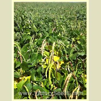 Big Boy Southern Pea - Image 8