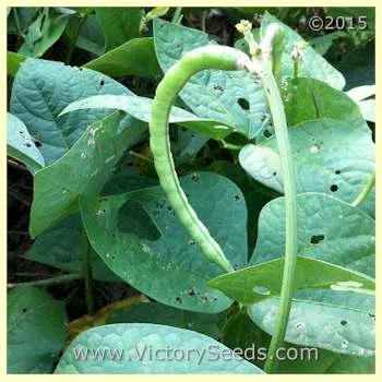 Big Boy Southern Pea - Image 6