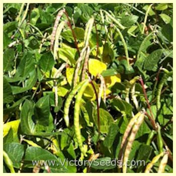 Big Boy Southern Pea - Image 5