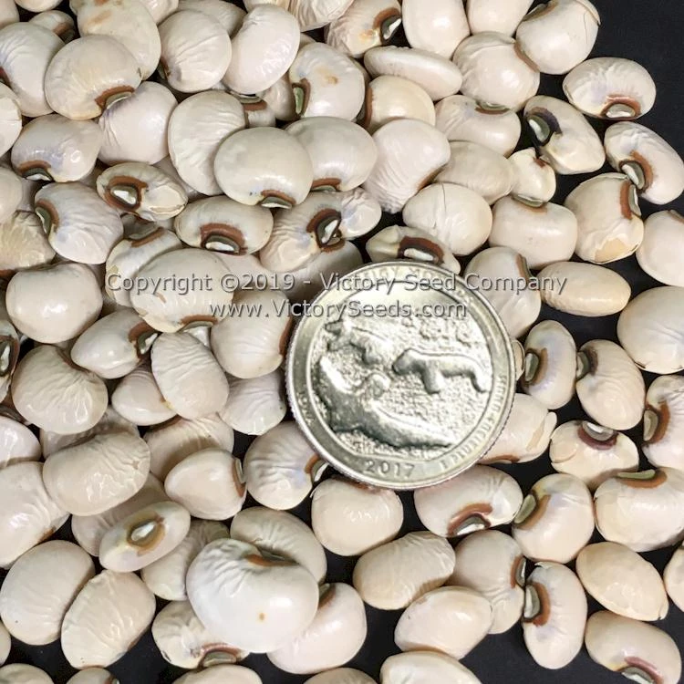 Big Boy Southern Pea - Image 4