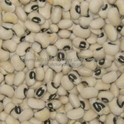 California Blackeye #5 Southern Pea