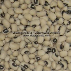California Blackeye #46 Southern Pea