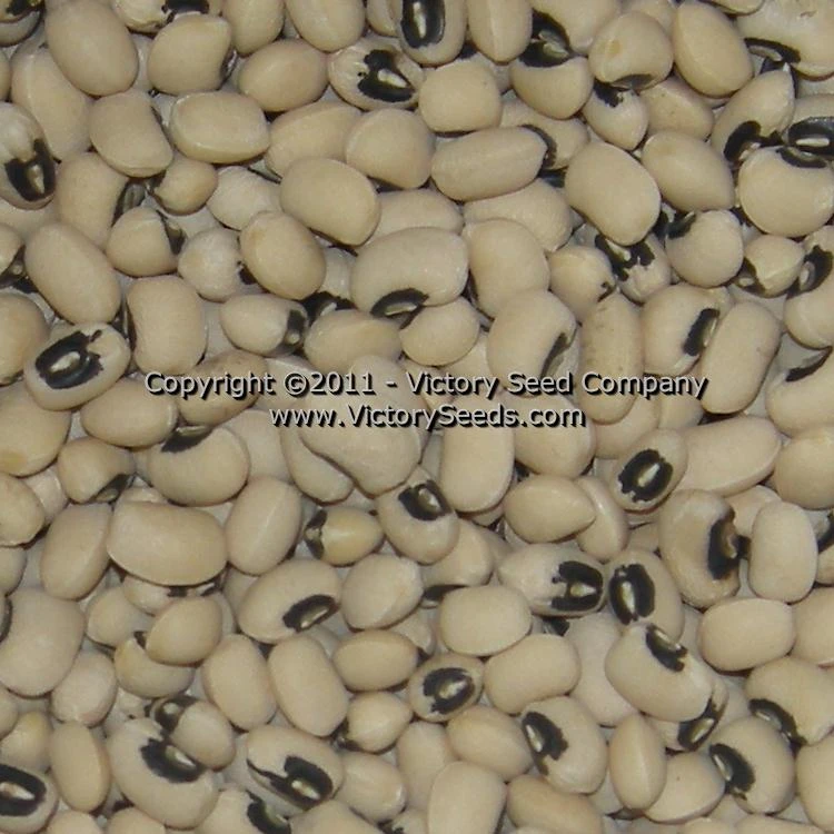 California Blackeye #46 Southern Pea