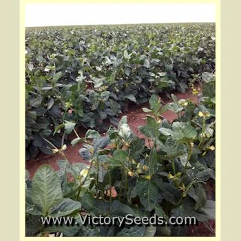 California Blackeye #46 Southern Pea - Image 2