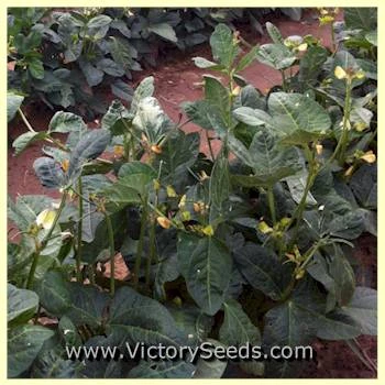 California Blackeye #46 Southern Pea - Image 3