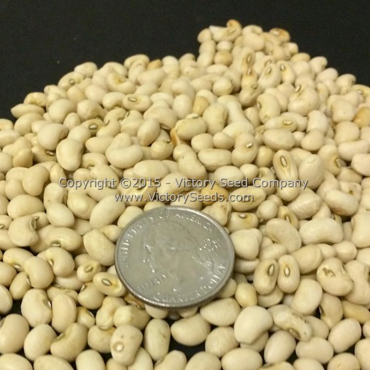 Champion Southern Pea