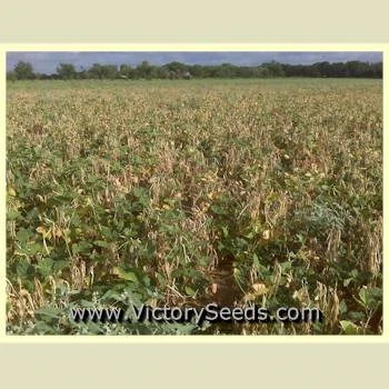 Champion Southern Pea - Image 3