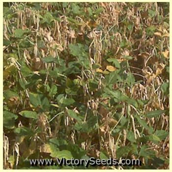 Champion Southern Pea - Image 2
