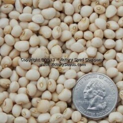 Texas Cream 12 Southern Pea