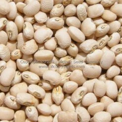 Texas Cream 40 Southern Pea