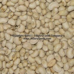 Cream 8 Southern Pea