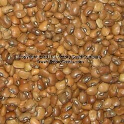 Dixielee Southern Pea