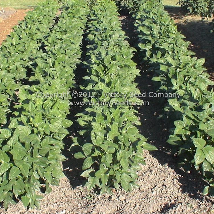 Fagiolino Dolico Di Veneto Cowpea - Image 4