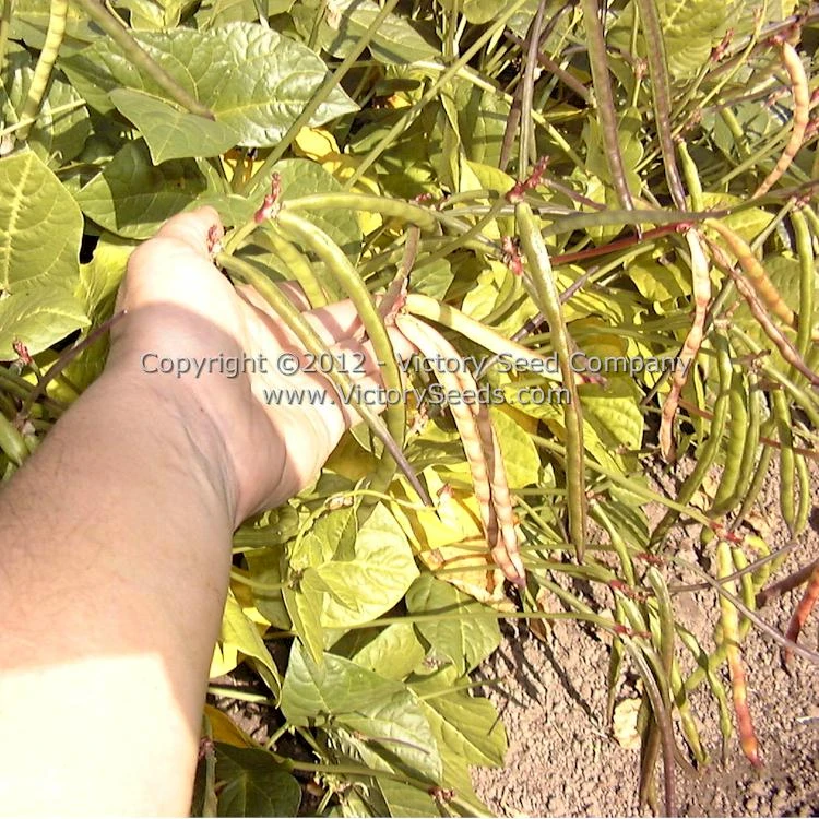 Fagiolino Dolico Di Veneto Cowpea - Image 2