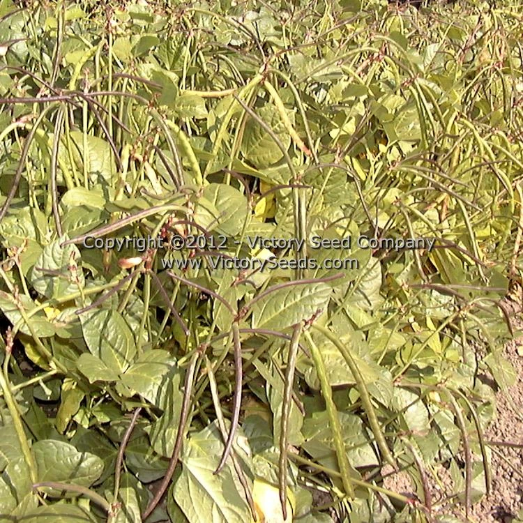 Fagiolino Dolico Di Veneto Cowpea - Image 3