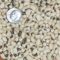 Fagiolino Dolico Di Veneto Cowpea