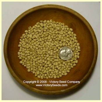 Lady Southern Pea - Image 5