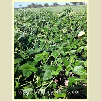 Lady Southern Pea - Image 6