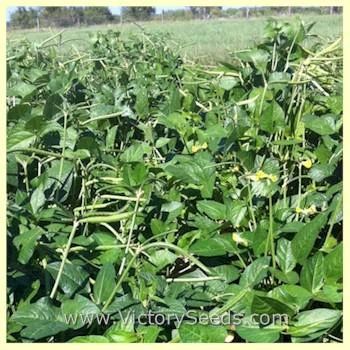 Lady Southern Pea - Image 7