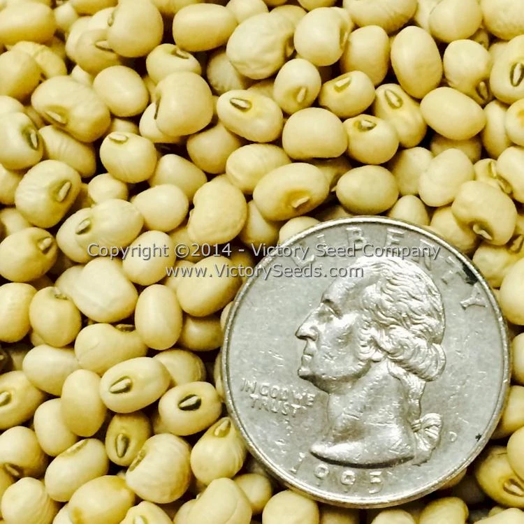 Lady Southern Pea - Image 4