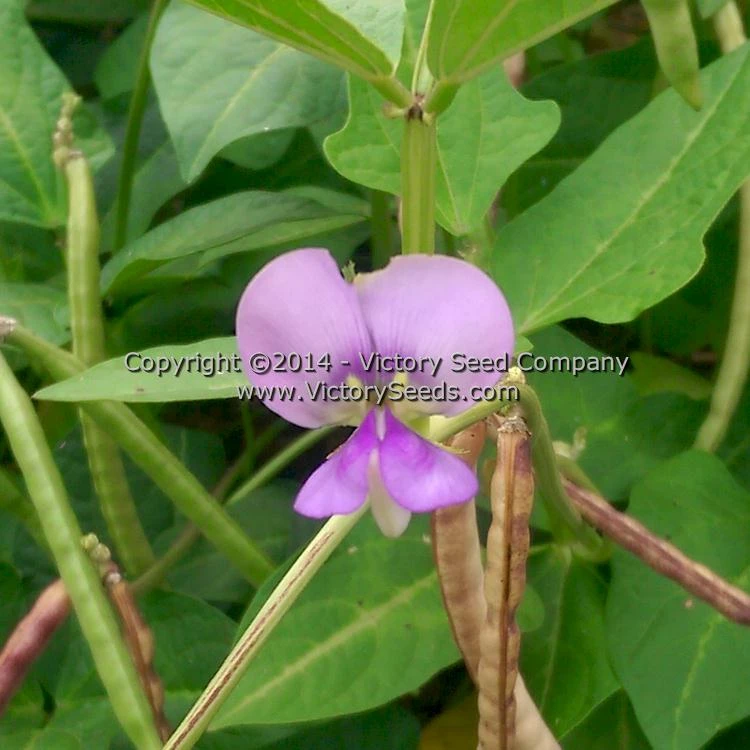 Mayo Speckled Southern Pea - Image 5