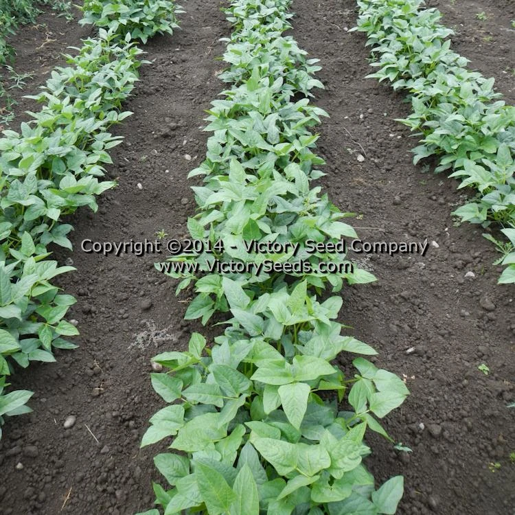 Mayo Speckled Southern Pea - Image 2
