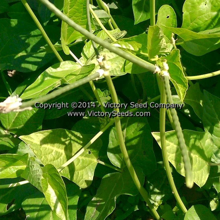 Mayo Speckled Southern Pea - Image 4