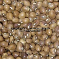 Mississippi Purple Southern Pea