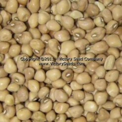 Mississippi Silver Southern Pea