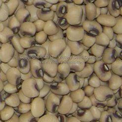 Pinkeye Purple Hull BVR Southern Pea