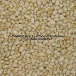 Sadandy Southern Pea