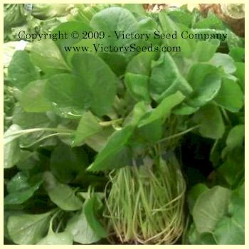 Upland Cress - Image 2