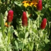 Crimson Clover
