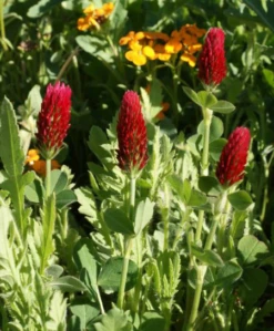 Crimson Clover