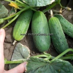 Addis Cucumber