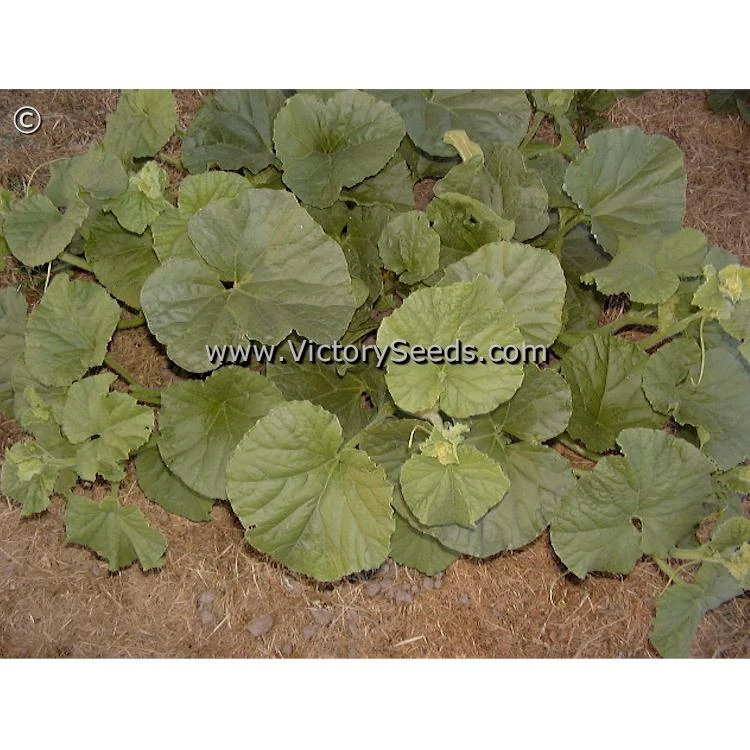 Armenian Pale Green Cucumber - Image 2