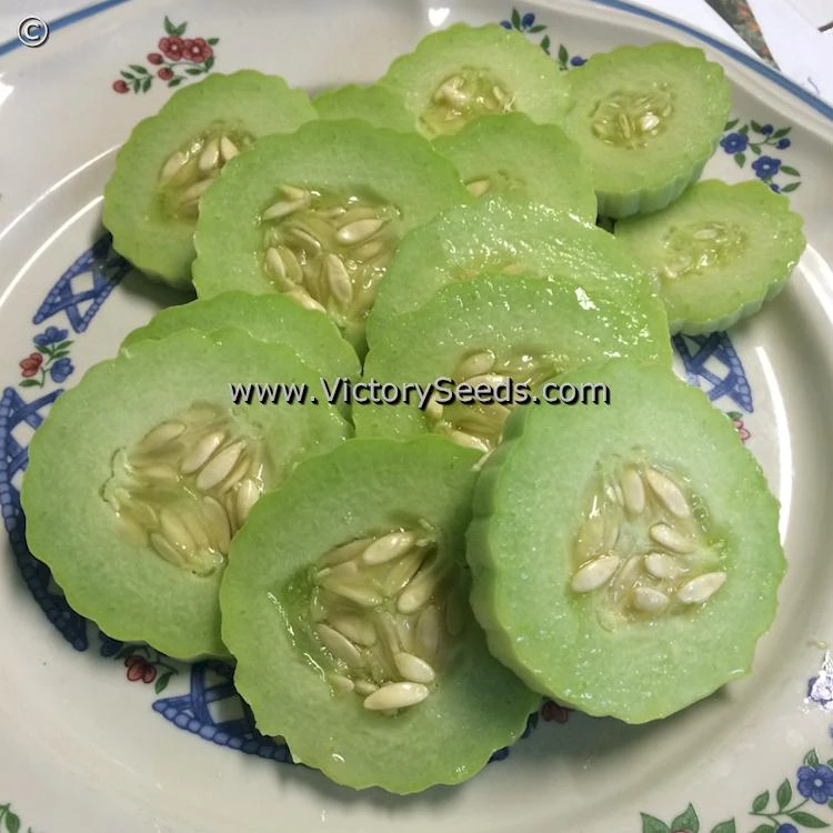 Armenian Pale Green Cucumber - Image 3