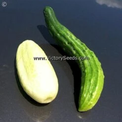 Chinese Curved Snake Cucumber