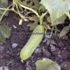 Delikatesse Cucumber