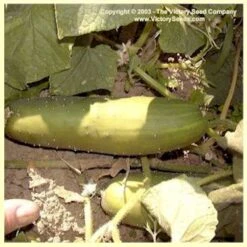 Poinsett 76 Cucumber